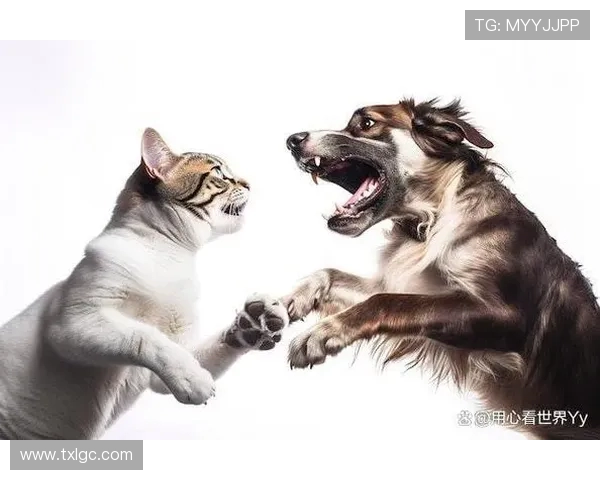 布城与维拉的精彩对决：谁能在这场较量中笑到最后